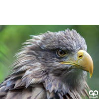 گونه عقاب دریایی دم سفید White tailed Eagle